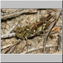 Myrmeleotettix maculatus - Gefleckte Keulenschrecke w01.jpg